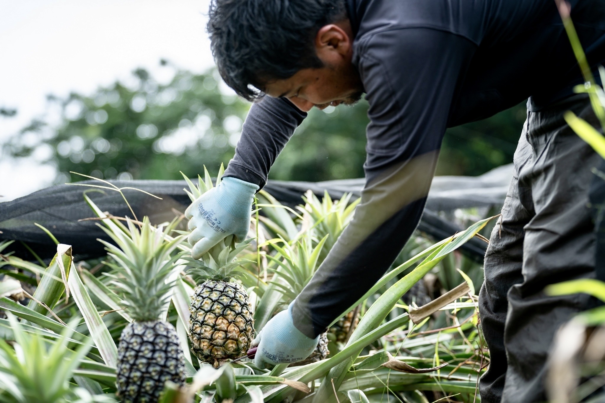 石垣島で三代にわたりパイナップルを育てるセイモリファーム園主・生盛克哉さんが、畑の状態を確かめる様子