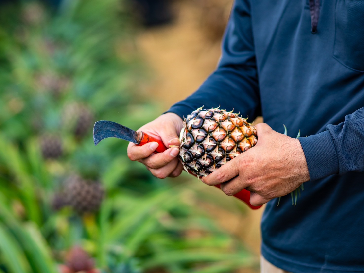 石垣島のパイナップル畑で、生育環境を見極めながら自然に近い状態を保つセイモリファームの畑づくり