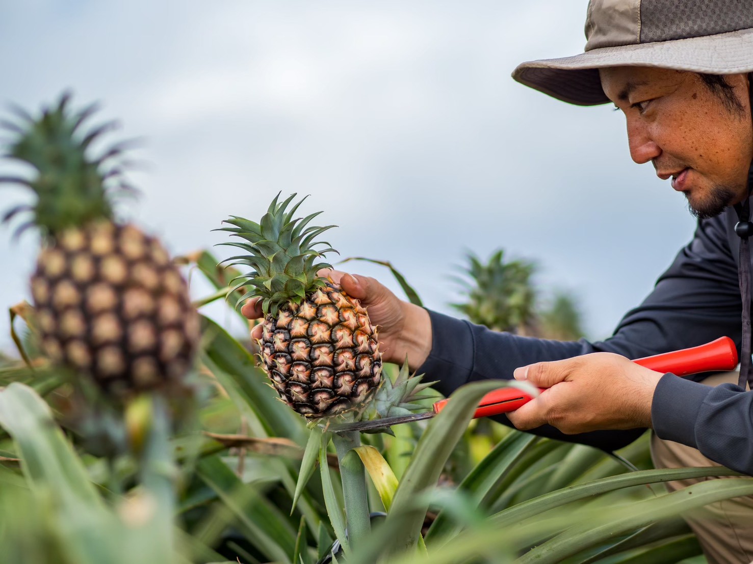 農薬や除草剤に頼らず、石垣島の畑で手作業による草刈りと管理を行うセイモリファームのパイナップル栽培