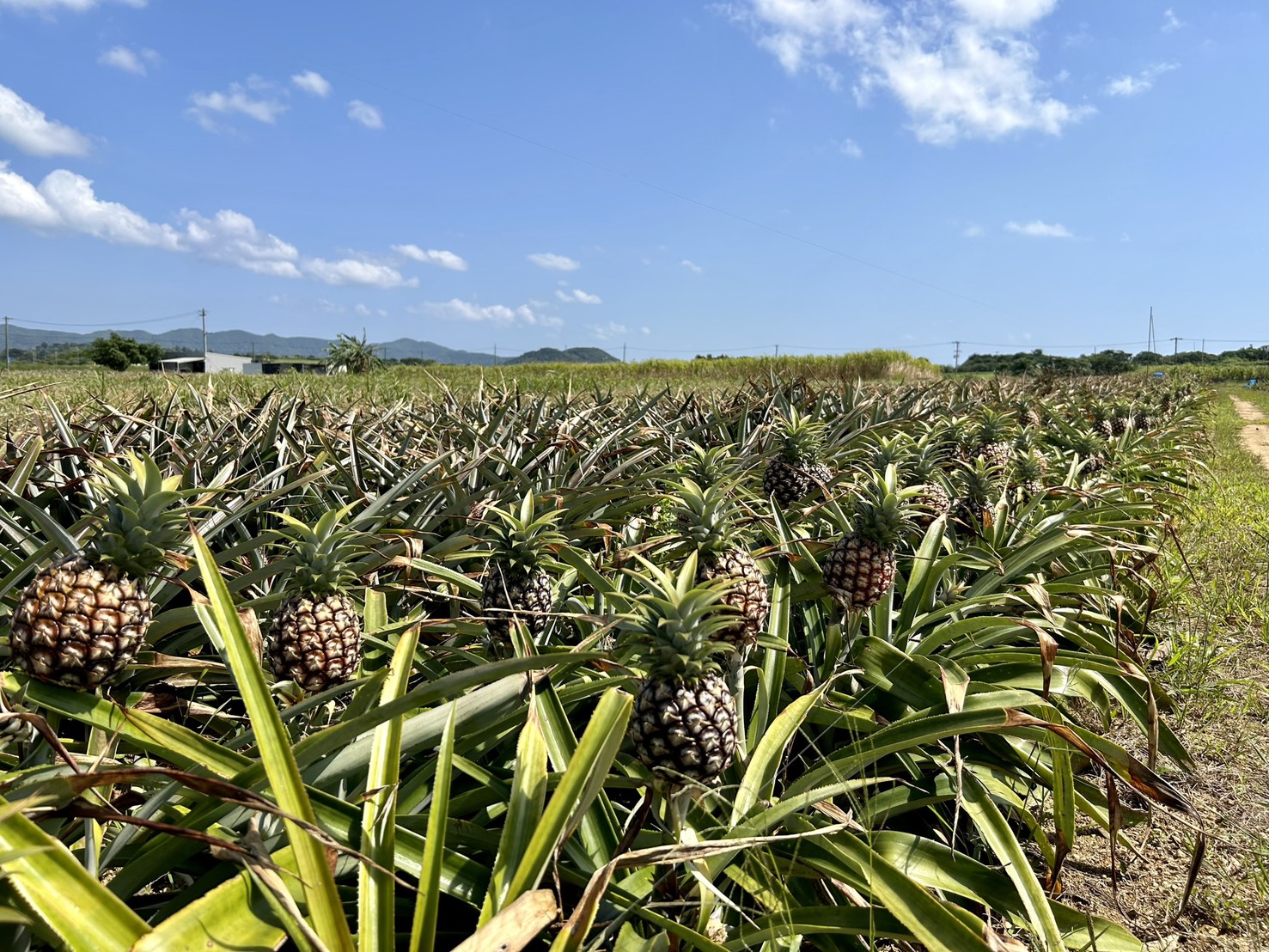 石垣島の赤土の畑に広がるパイナップル畑。温暖な気候と水はけの良い土壌が国産パイン栽培を支える環境